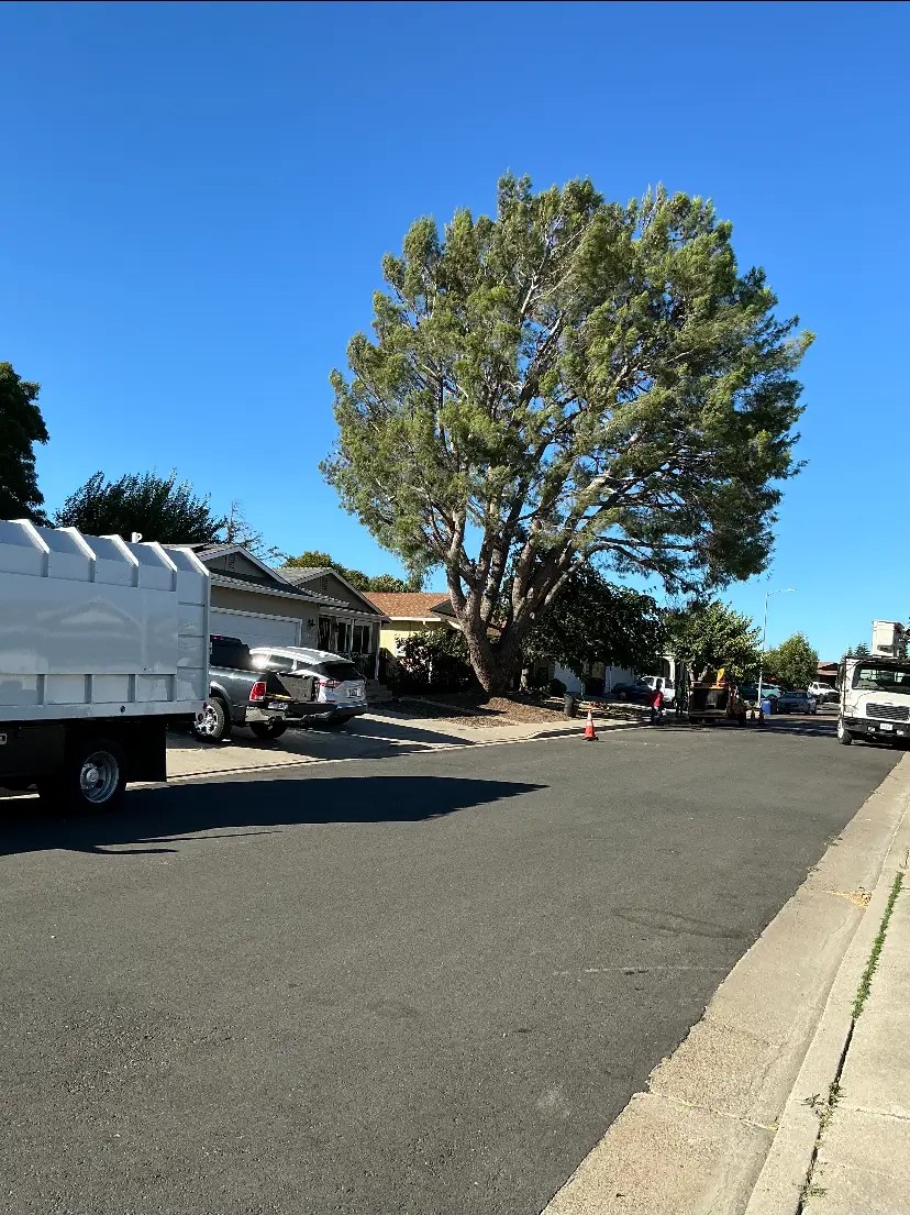 Same pine tree after professional trimming