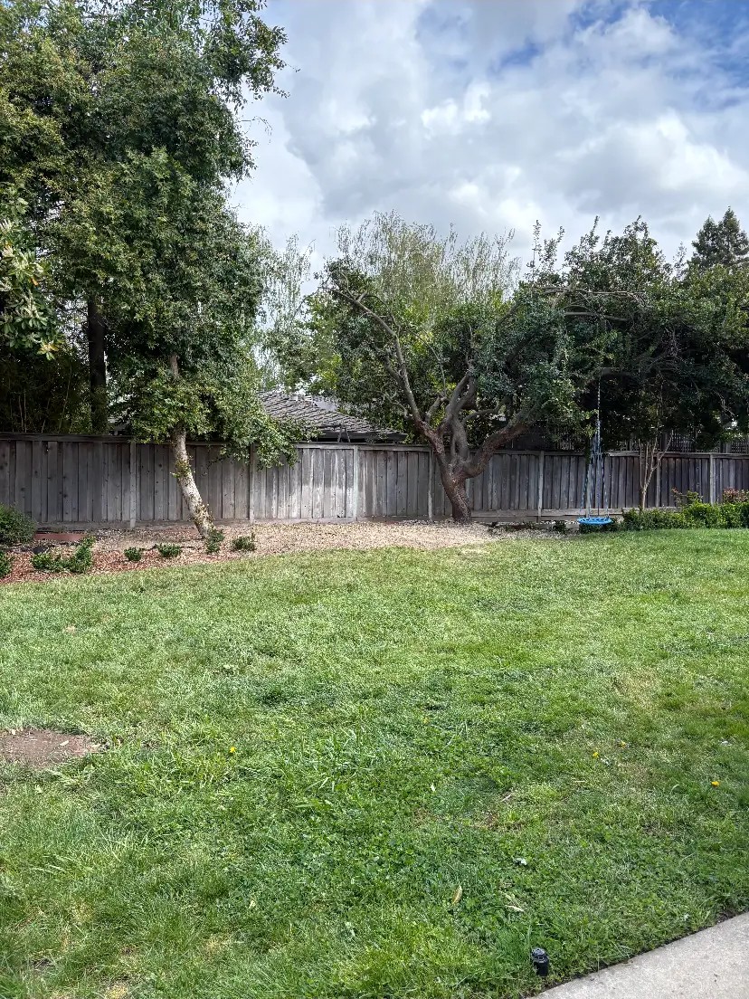 Clean backyard lawn after tree work and cleanup