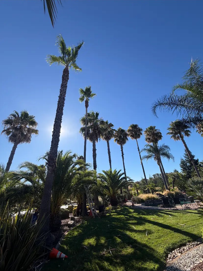 Tall palm trees before trimming and skinning