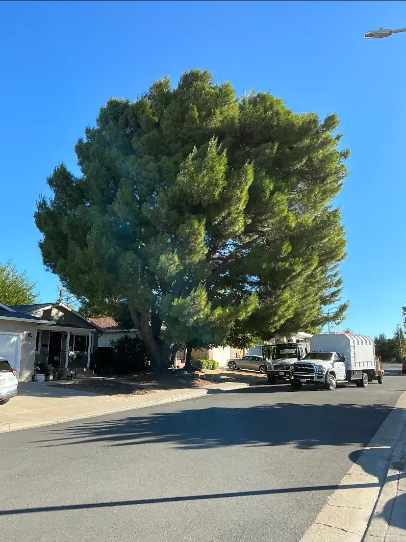 Large overgrown pine tree before trimming